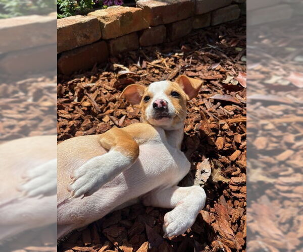 Medium Photo #2 Chihuahua-Unknown Mix Puppy For Sale in Visalia, CA, USA