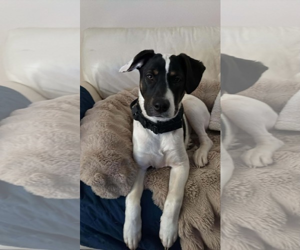 Medium Photo #2 American Pit Bull Terrier-Unknown Mix Puppy For Sale in Germantown, OH, USA