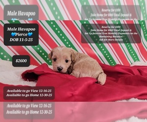 Havapoo Puppy for sale in TUCSON, AZ, USA