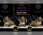 Puppy Gypsy Dachshund