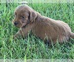 Small Photo #9 Goldendoodle Puppy For Sale in SAINT GEORGE, UT, USA