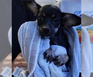 Chihuahua-Unknown Mix Dogs for adoption in San Antonio, TX, USA