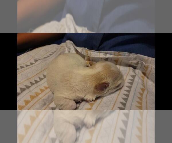 Medium Photo #4 Maltipoo Puppy For Sale in BROOKFIELD, MO, USA