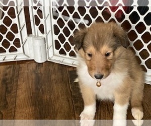 Collie Puppy for Sale in IRON MOUNTAIN, Michigan USA