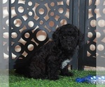 Small #2 Poodle (Miniature)