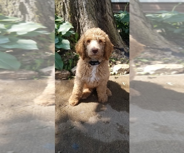 Medium Photo #1 Poodle (Standard) Puppy For Sale in CANNON FALLS, MN, USA
