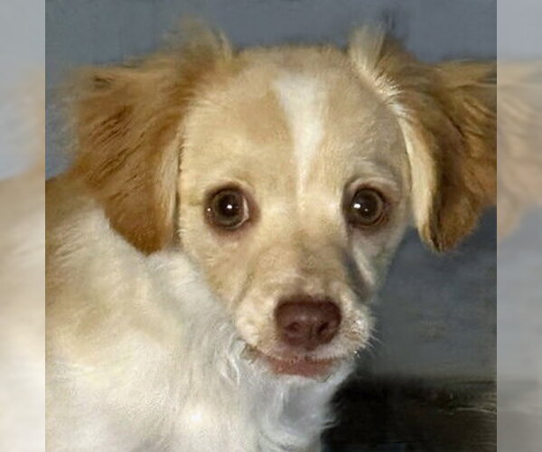 Medium Photo #6 Pomeranian Puppy For Sale in Arlington, VA, USA