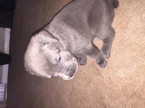 Medium Photo #1 Cane Corso Puppy For Sale in MOUNT HOLLY, NJ, USA