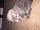 Small Photo #1 Cane Corso Puppy For Sale in MOUNT HOLLY, NJ, USA