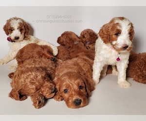 Goldendoodle-Poodle (Standard) Mix Puppy for sale in RANCHO CUCAMONGA, CA, USA