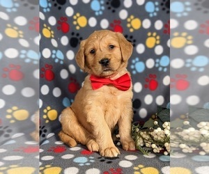 Golden Retriever Puppy for sale in OXFORD, PA, USA