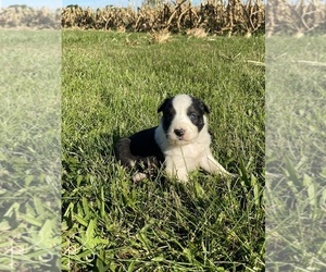 Border-Aussie Puppy for sale in NEWVILLE, PA, USA
