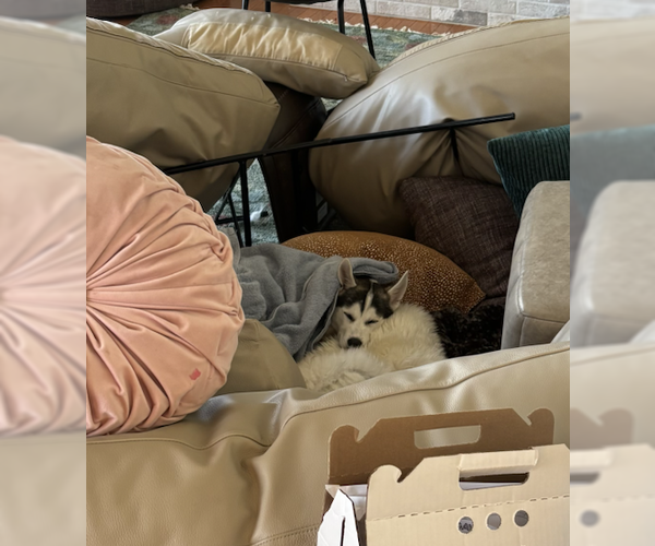 Medium Photo #4 Mutt Puppy For Sale in Candler, NC, USA