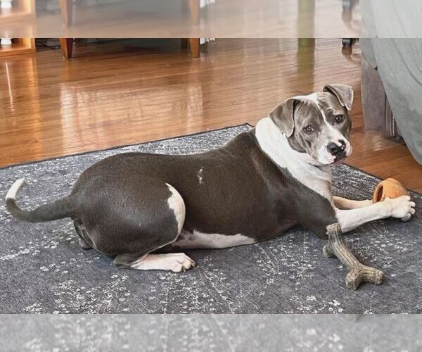 Medium Photo #11 American Pit Bull Terrier-Unknown Mix Puppy For Sale in Plymouth, MN, USA