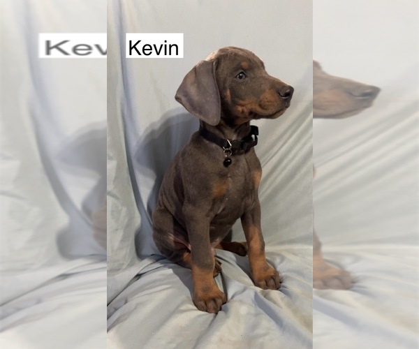 Medium Photo #2 Doberman Pinscher Puppy For Sale in POMEROY, OH, USA