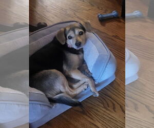 Beagle-Chihuahua Mix Dogs for adoption in Alexandria, KY, USA