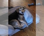 Small Beagle-Chihuahua Mix