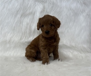 Goldendoodle (Miniature) Puppy for sale in WITHEE, WI, USA