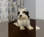 Small #6 Havanese