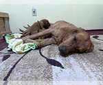 Small Photo #13 Labrador Retriever Puppy For Sale in BLUFF DALE, TX, USA