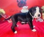 Puppy Puppy 9 American Pit Bull Terrier