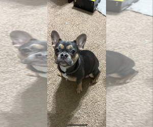 Mother of the French Bulldog puppies born on 01/15/2025