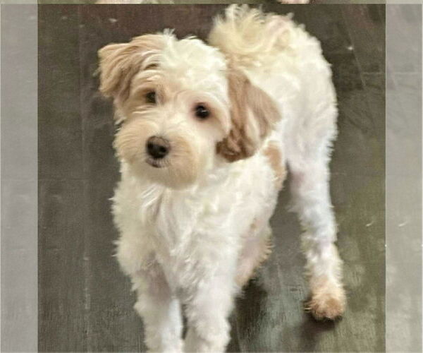 Medium Photo #1 Pookimo Puppy For Sale in Valrico, FL, USA