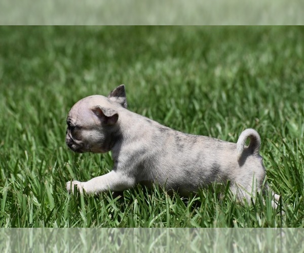 Medium Photo #5 Pug Puppy For Sale in PALM COAST, FL, USA