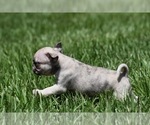 Small #4 Pug