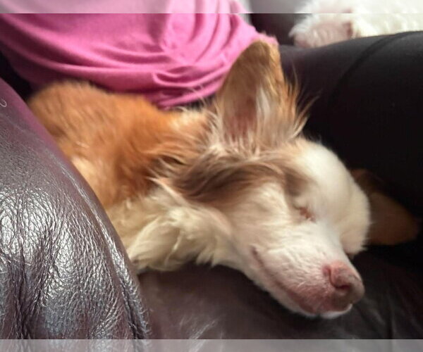 Medium Photo #13 Chihuahua-Unknown Mix Puppy For Sale in Boonton, NJ, USA