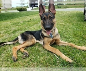 Mother of the German Shepherd Dog puppies born on 05/20/2023