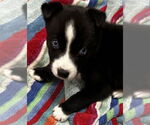 Small #2 Siberian Husky Mix