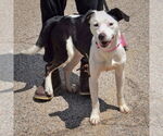 Small #4 American Staffordshire Terrier-English Springer Spaniel Mix