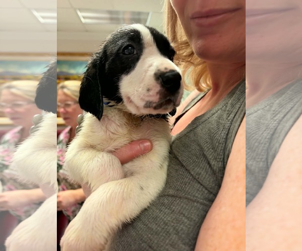 Medium Photo #2 Anatolian Shepherd-Unknown Mix Puppy For Sale in Holly Springs, NC, USA