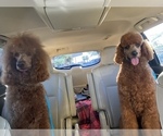 Small Photo #7 Poodle (Standard) Puppy For Sale in PHOENIX, AZ, USA