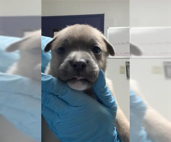 Medium Photo #1 Mutt Puppy For Sale in Bakersfield, CA, USA