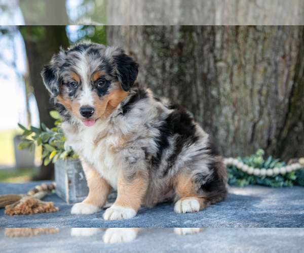 Medium Photo #2 Australian Shepherd Puppy For Sale in CHRISTIANA, PA, USA