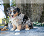 Small #1 Australian Shepherd