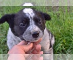 Small Photo #3 Australian Cattle Dog-Border Collie Mix Puppy For Sale in RIVERDALE, MD, USA