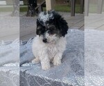 Puppy Blair Poodle (Miniature)