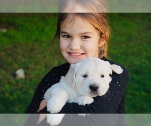 English Cream Golden Retriever Puppy for sale in CRESWELL, OR, USA