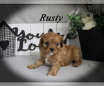 Small #7 Cavalier King Charles Spaniel