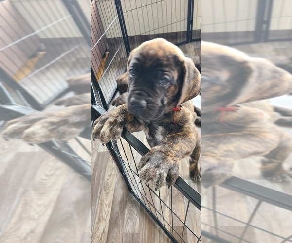 Medium Photo #1 Cane Corso Puppy For Sale in PORTLAND, OR, USA