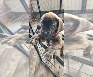 Medium Cane Corso