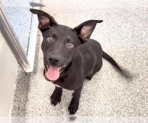 Labrador Retriever-Unknown Mix Dogs for adoption in Houston, TX, USA