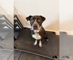 Small #1 Labrador Retriever-Staffordshire Bull Terrier Mix
