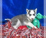 Small Photo #4 Siberian Husky Puppy For Sale in GROVESPRING, MO, USA