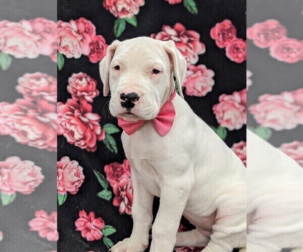 Medium Photo #3 Dogo Argentino Puppy For Sale in QUARRYVILLE, PA, USA
