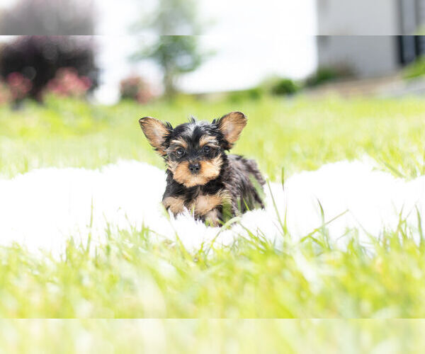 Medium Photo #4 Yorkshire Terrier Puppy For Sale in WARSAW, IN, USA