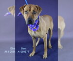 DAN - Male Rhodesian Ridgeback Dog for Adoption - Small photo